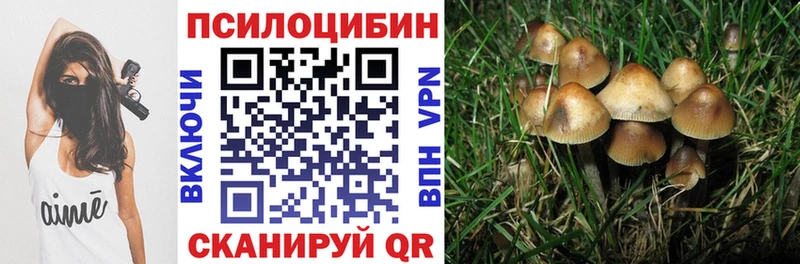 где купить наркотик  Тара  Галлюциногенные грибы Cubensis 